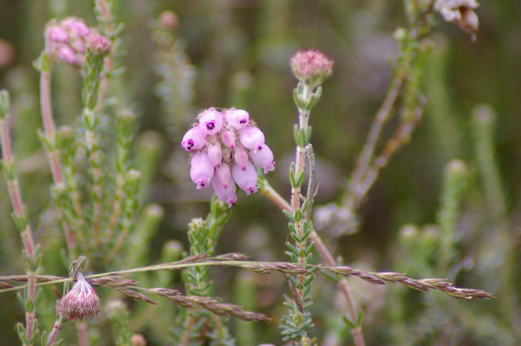 Picture of Bell Heather, Cabrach