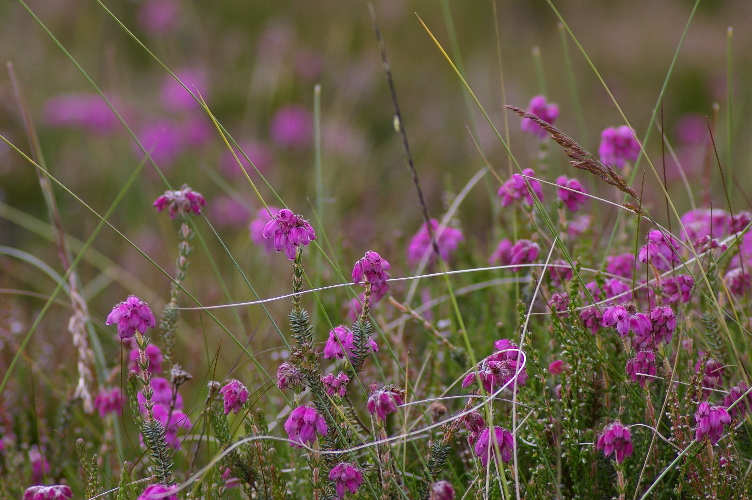 Picture of Bell Heather, Cabrach