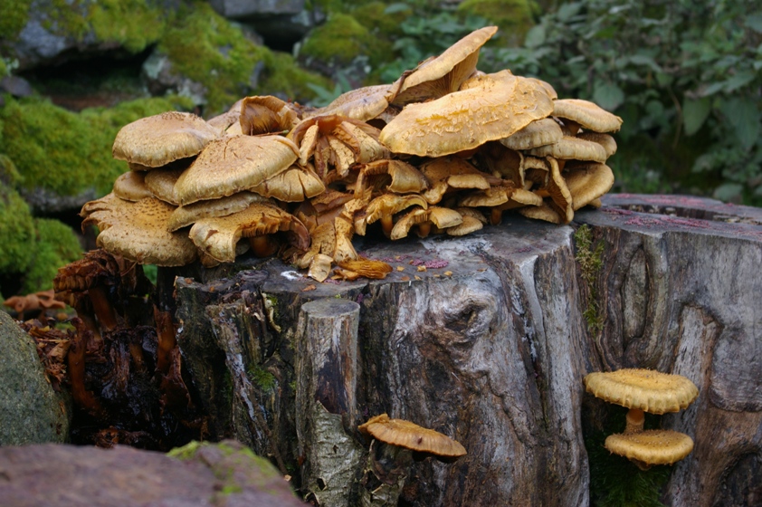 Picture of Fungi, Cabrach