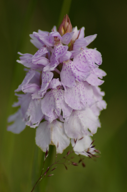 Picture of Orchid, Cabrach