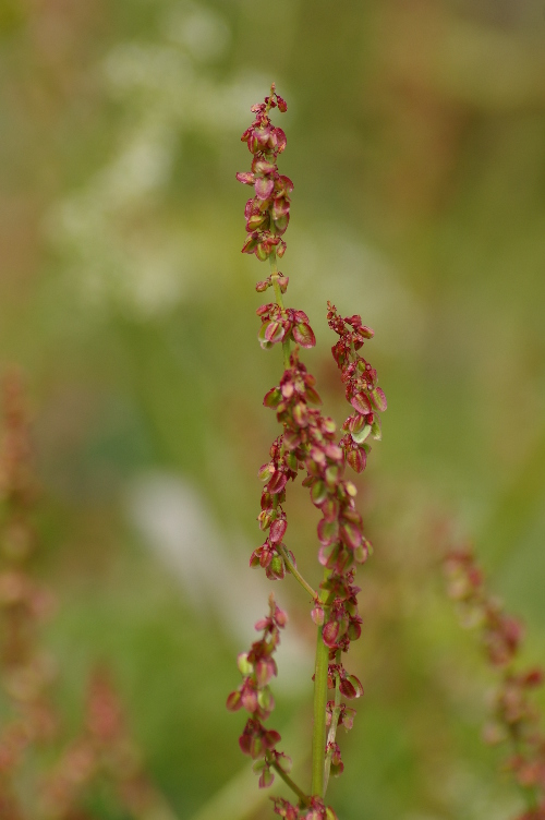 Picture of Sorrel, Cabrach
