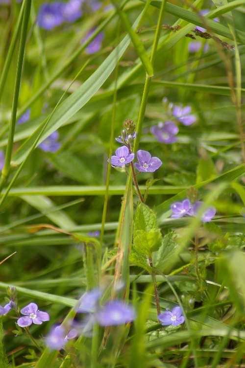 Picture of Speedwell, Cabrach
