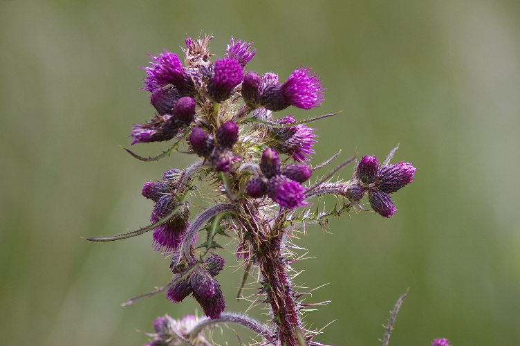 Picture of Thistle, Cabrach