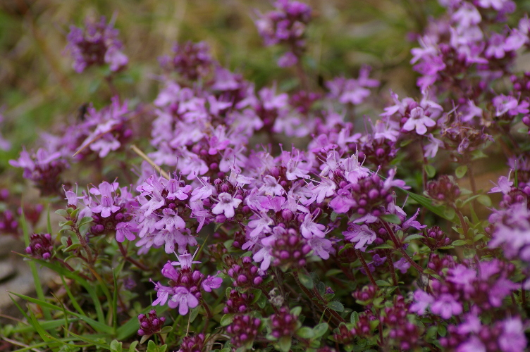 Picture of Thyme, Cabrach