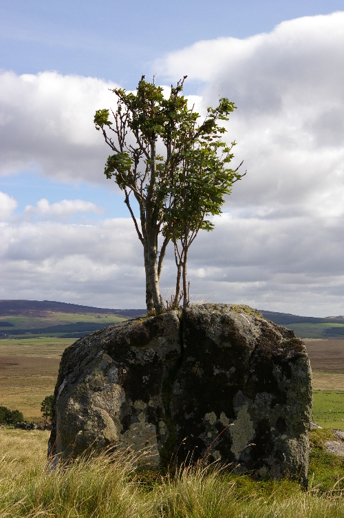 Tree In Stone, Upper Cabrach