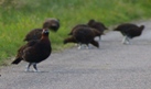 Thumbnail image of Grouse, Upper Cabrach